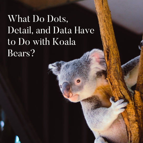 2019-03-18-hrexaminer-photo-img-dots-detail-data-koala-bears-cc0-via-unsplash-by-vita-vilcina-274039-full-crop-sq-544px.jpg